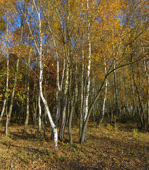 Kolpašské brezy